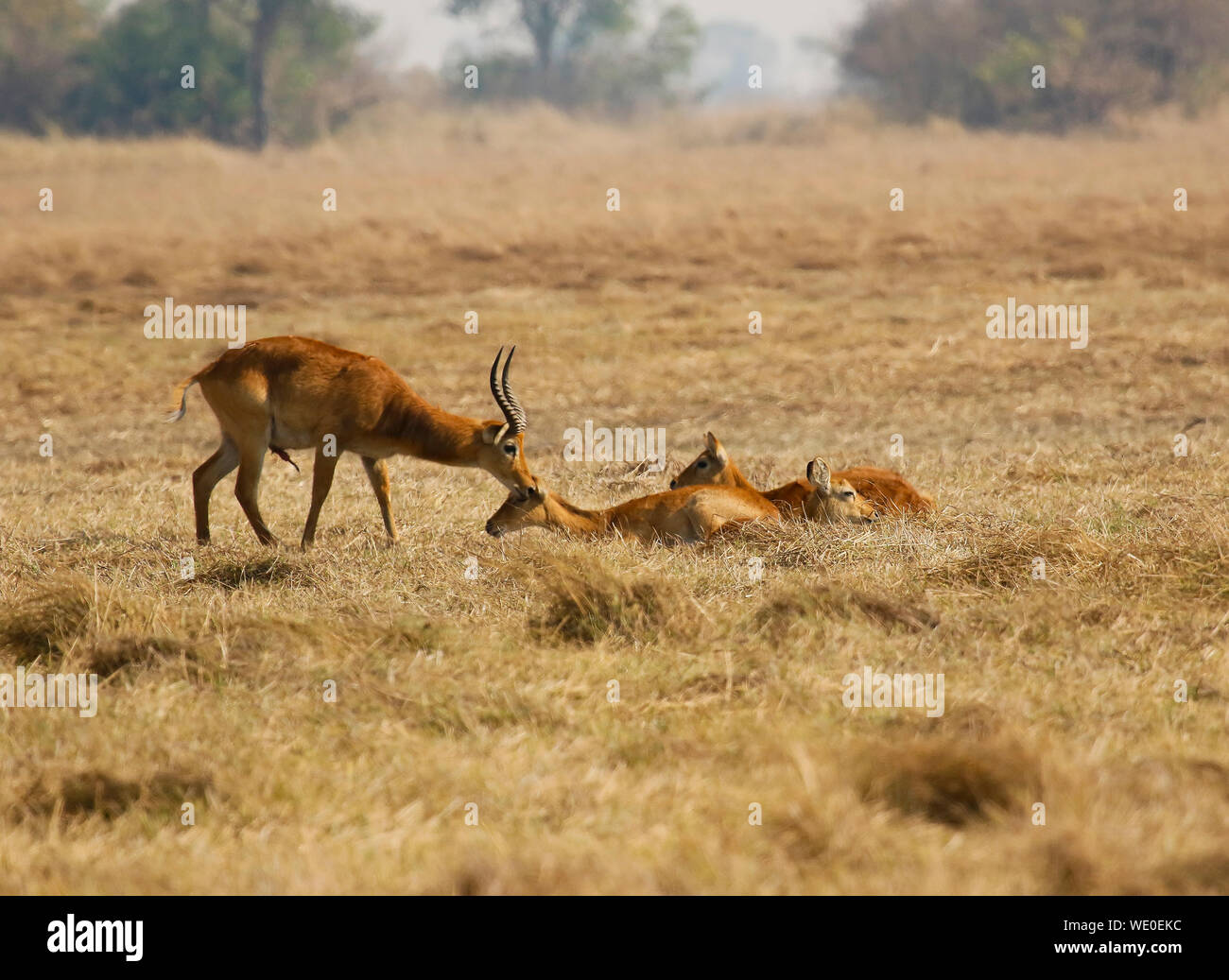 Accoppiamento di Pukus (Kobus vardonii) africana di antilope, in Busanga Plains. Parco Nazionale di Kafue, Zambia Foto Stock
