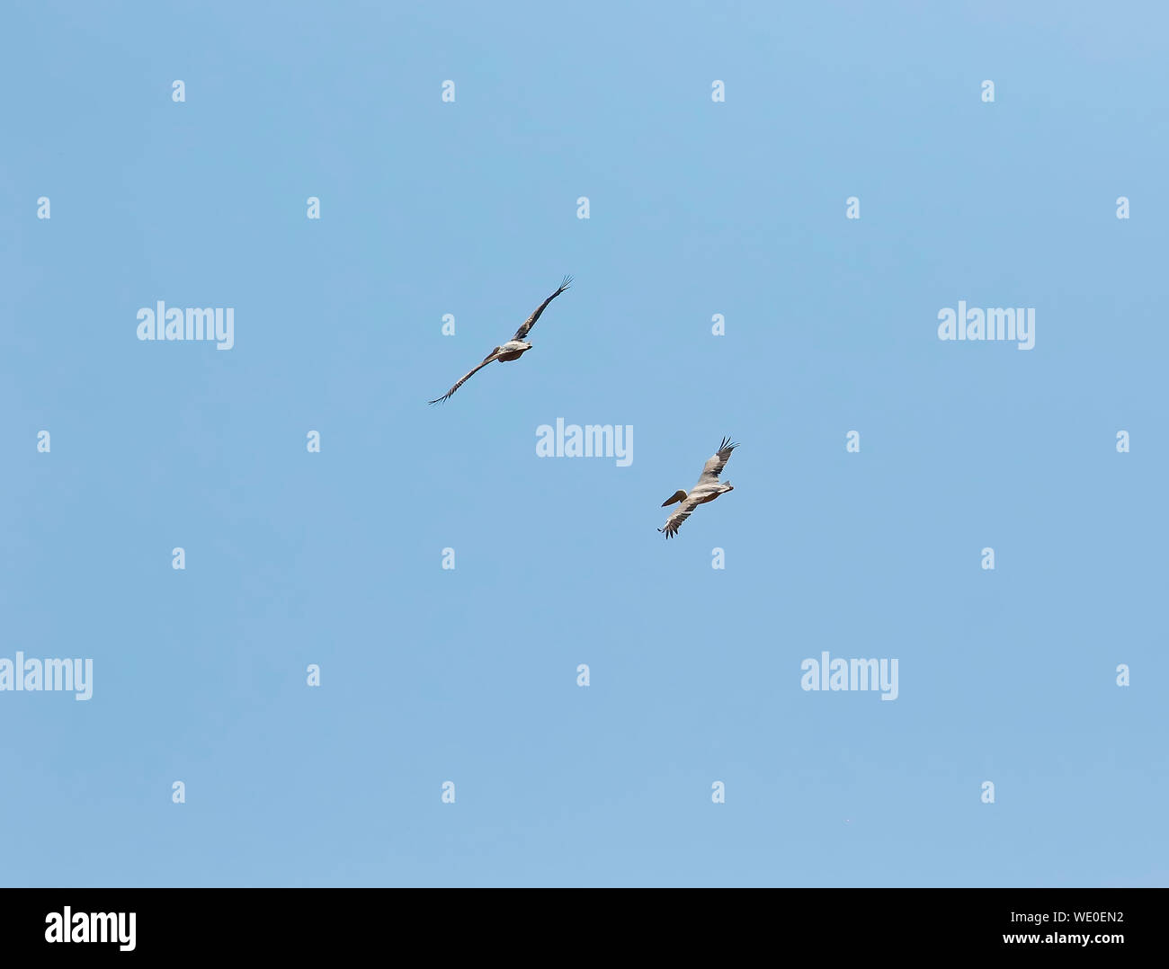 Pellicano bianco(Pelecanus onocrotalus). Busanga Plains. Parco Nazionale di Kafue. Zambia Foto Stock