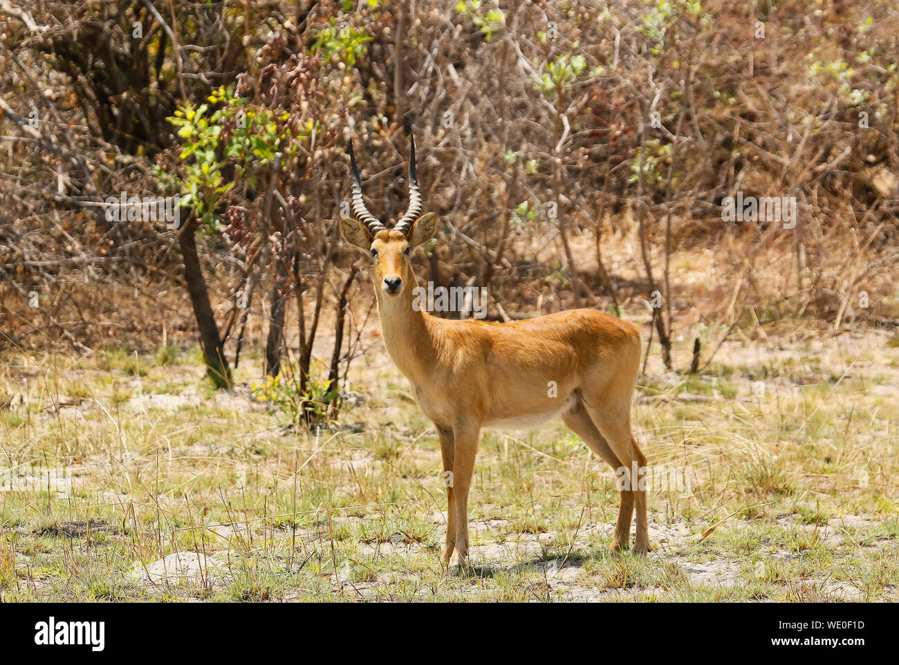 Il maschio della Puku (Kobus vardonii) africana di antilope, in Busanga Plains. Parco Nazionale di Kafue, Zambia Foto Stock