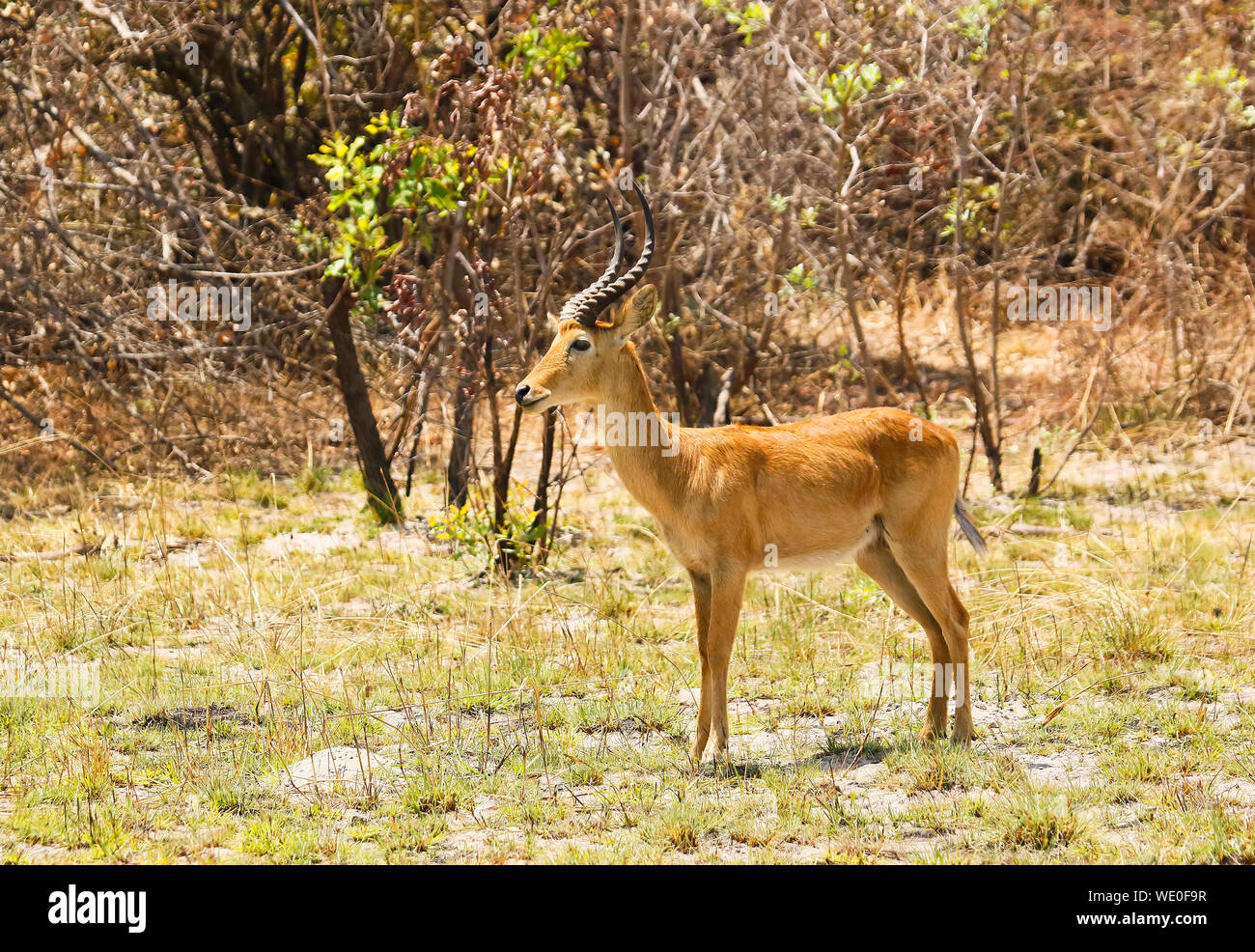 Il maschio della Puku (Kobus vardonii) africana di antilope, in Busanga Plains. Parco Nazionale di Kafue, Zambia Foto Stock