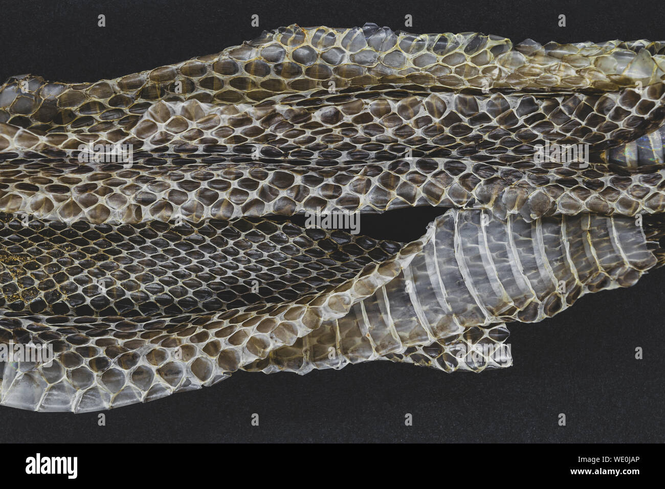 Una parte della vecchia scesa biscia (lotto. Natrix natrix, inanellati snake o acqua snake) pelli su sfondo nero in superficie Foto Stock