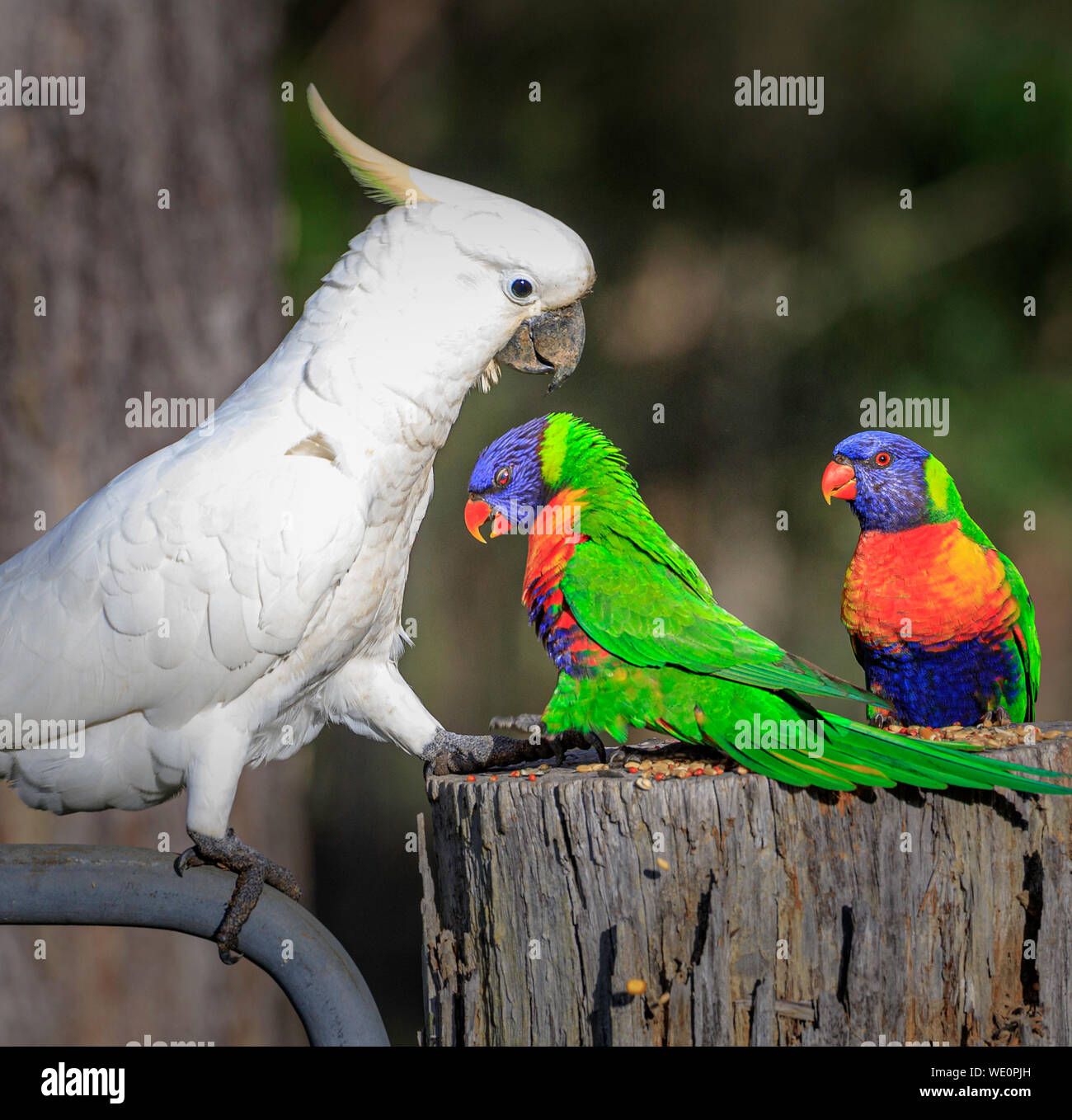 Cacatua Foto Stock