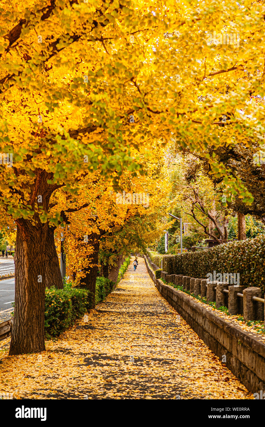 Tokyo giallo ginkgo tunnel di alberi vicino Jingu gaien avanue in autunno. Famosa attrazione nei mesi di novembre e dicembre Foto Stock