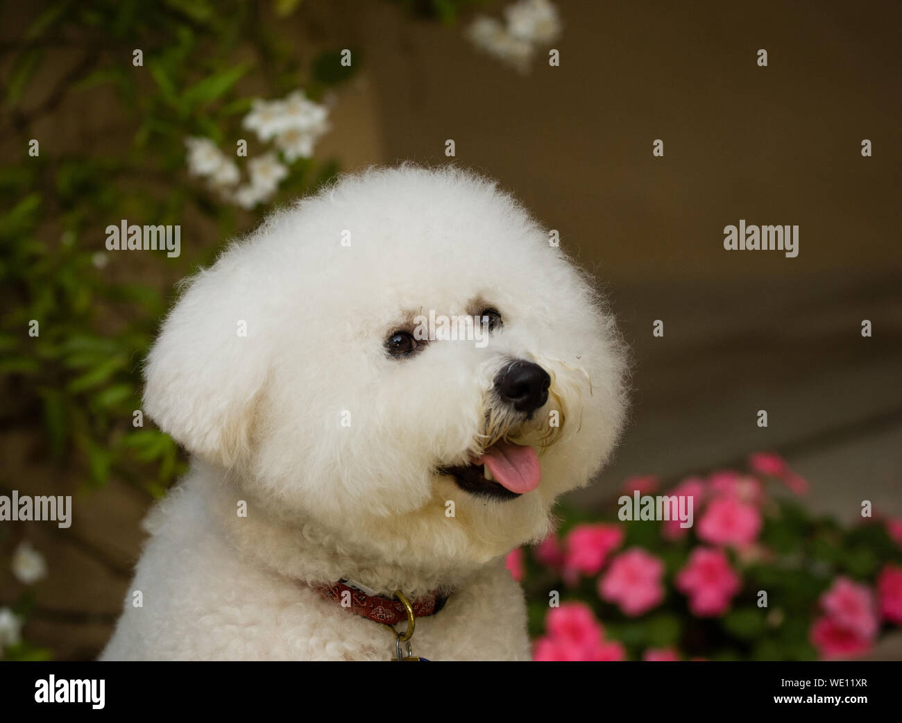 Close-up di cane bianco in piedi all'aperto Foto Stock