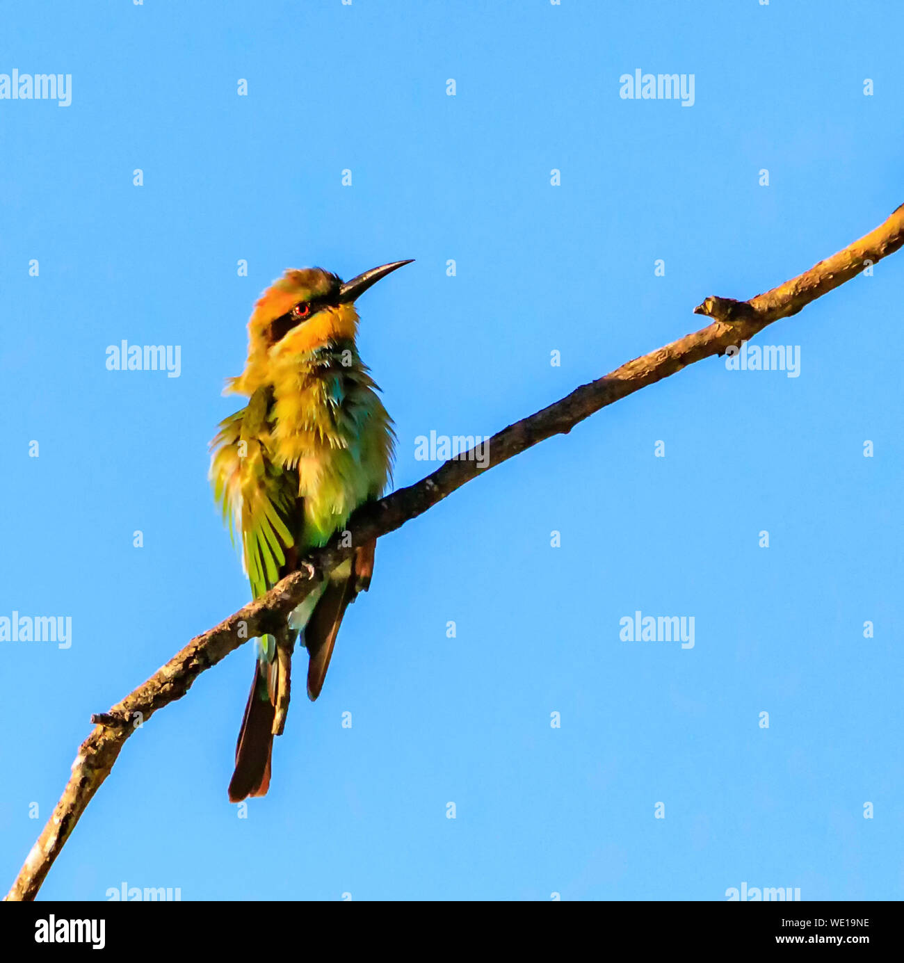 Rainbow Bee Eater seduto su un ramo al sole con cielo blu sullo sfondo Foto Stock