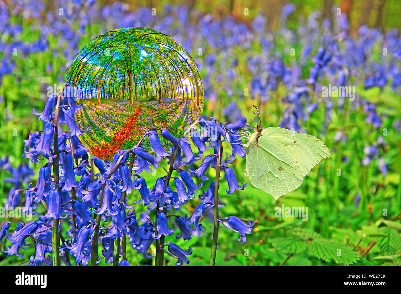 Brimstone butterfly su bluebells Foto Stock