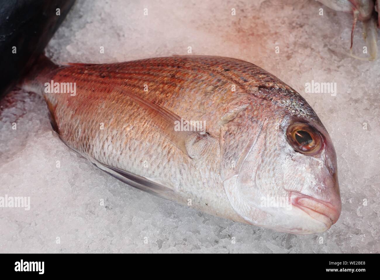 Close-up di pesce sul ghiaccio tritato in vendita Foto Stock