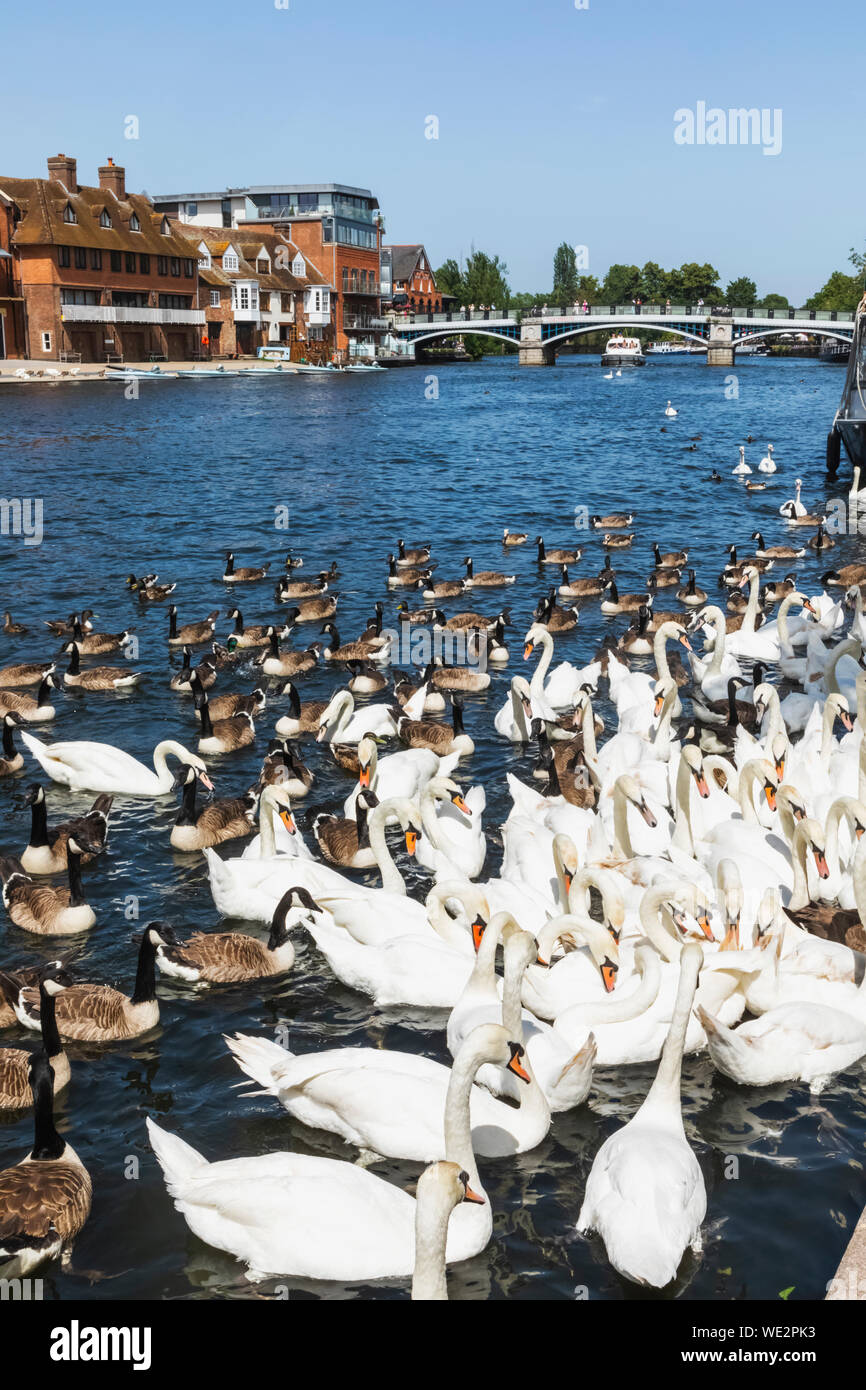 Inghilterra, Berkshire, Windsor, il fiume Tamigi, cigni Foto Stock