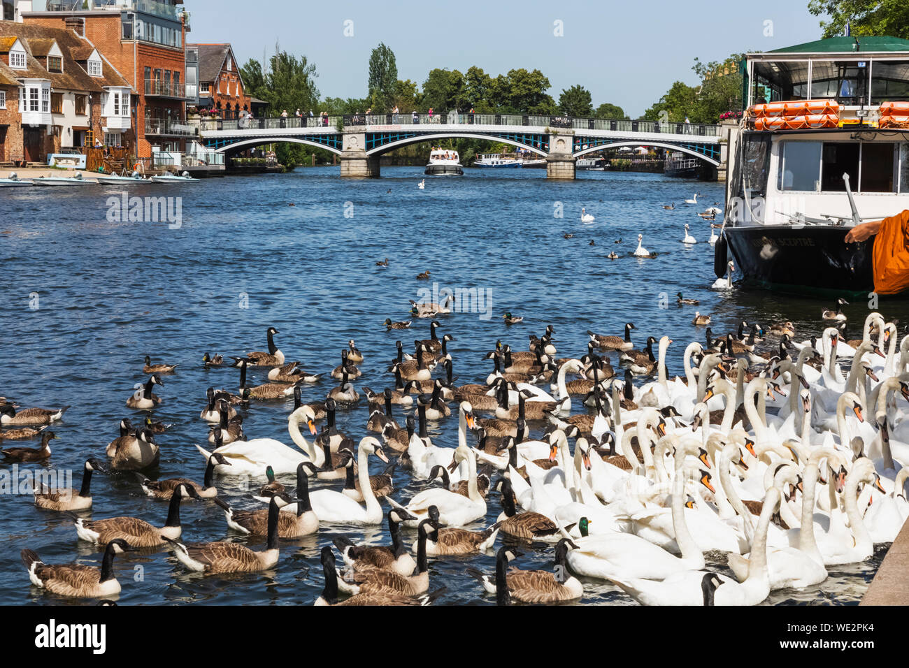 Inghilterra, Berkshire, Windsor, il fiume Tamigi, cigni Foto Stock