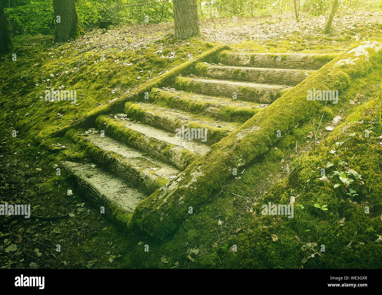 Antiche scale in pietra passi nei boschi coperti da muschio verde. Misteriosa scena da favola con una vecchia scalinata. Foto Stock