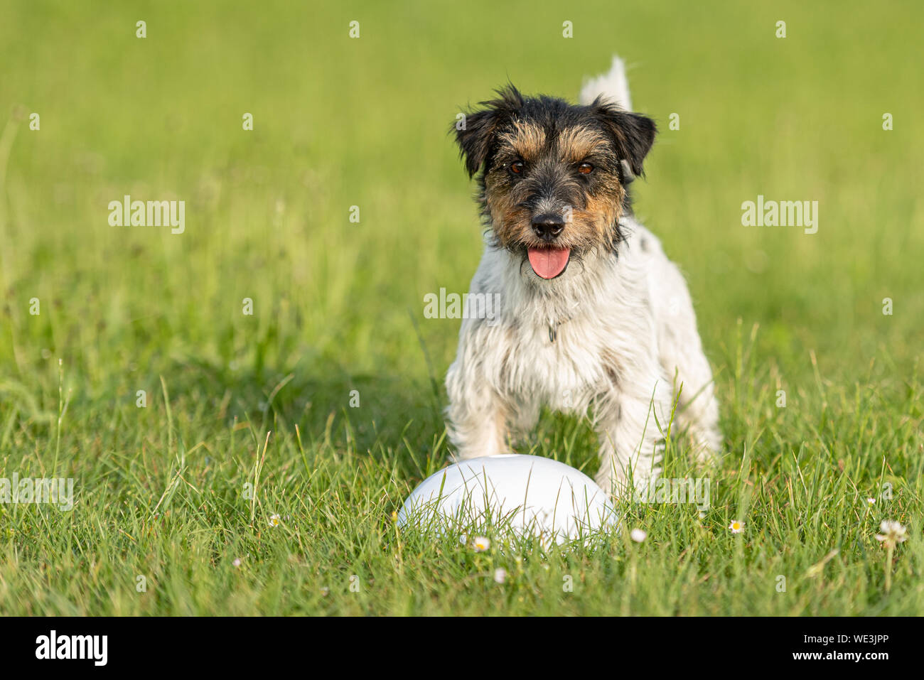 Piccolo Jack Russell Terrier è in piedi accanto a un proiettile ed è in attesa. Sporty cane obbediente in formazione Foto Stock