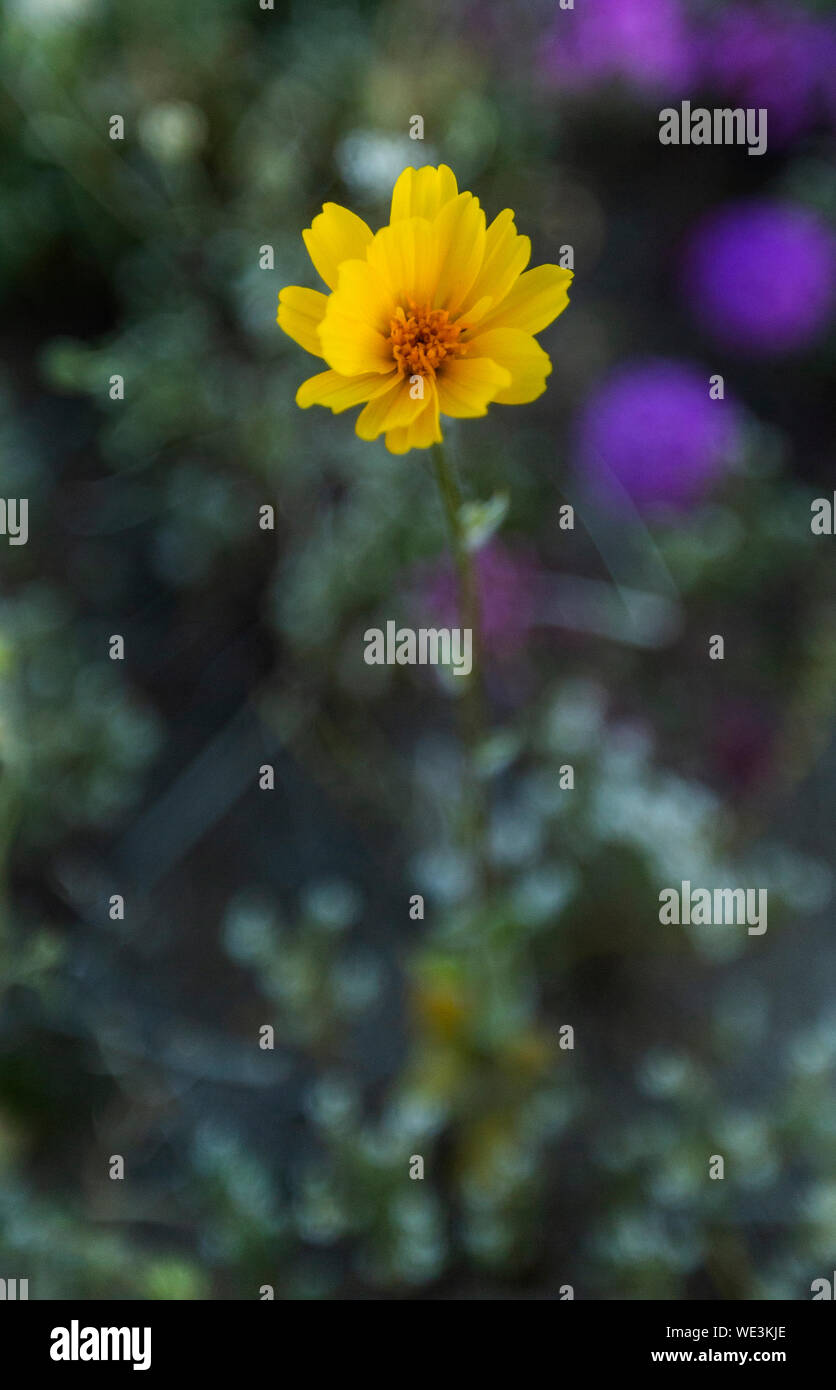 San Diego Super Bloom fiore Foto Stock