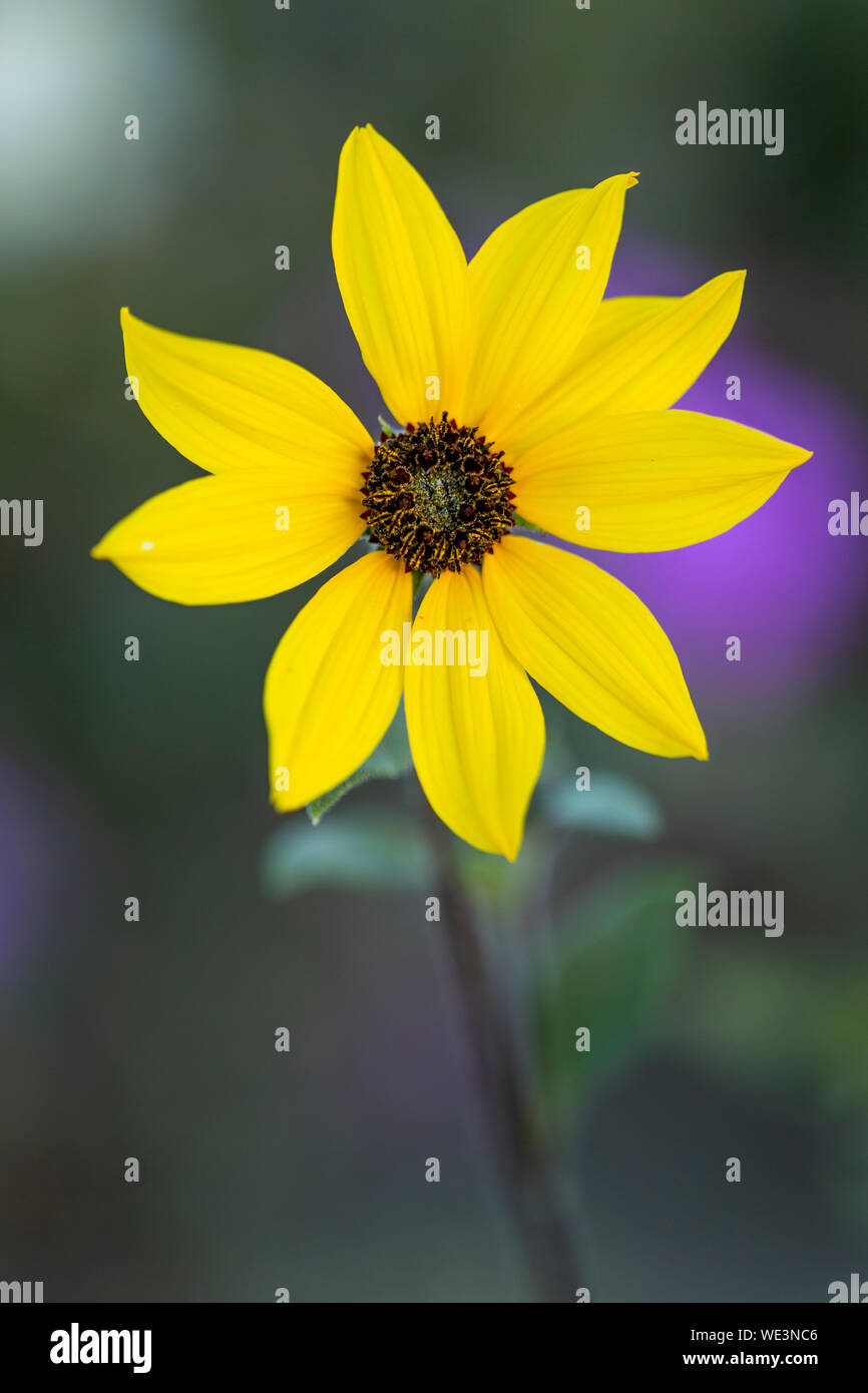 San Diego Super Bloom fiore Foto Stock