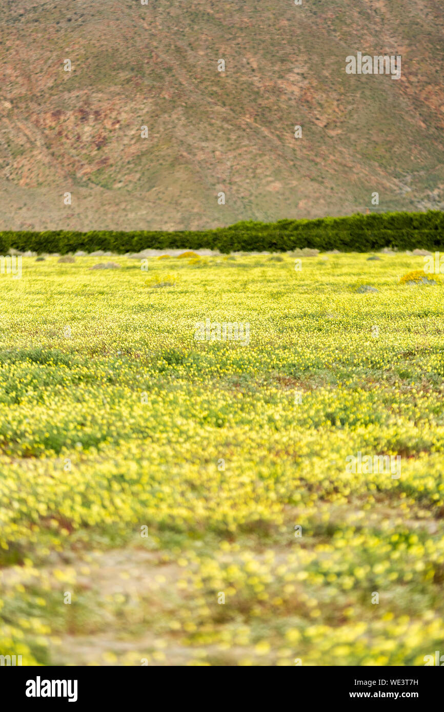 San Diego Super Bloom - Campo dei Fiori di colore giallo Foto Stock