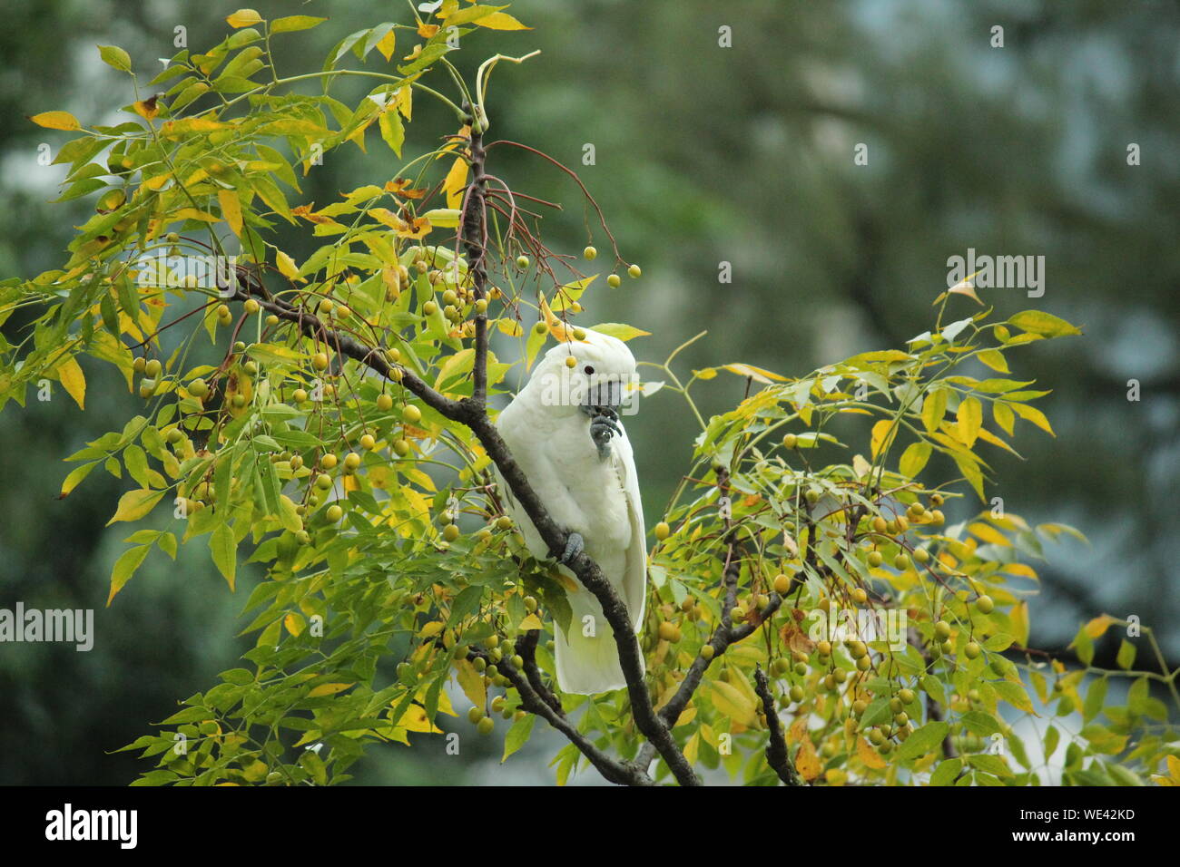 Basso angolo di vista di zolfo Crested Cacatua appollaiate su albero Foto Stock