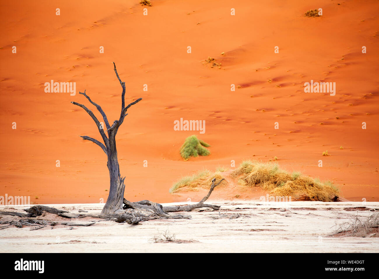 Bella morto albero essiccato su orange duna di sabbia sfondo, Naukluft Parco Nazionale di Namib Desert, Namibia, Sud Africa Foto Stock