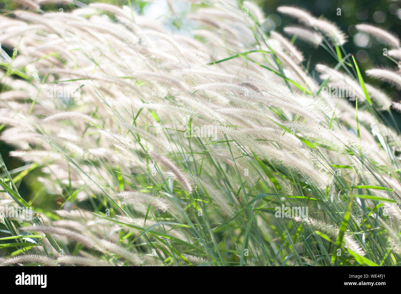 Bella morbida luce fiori di prato di erba in background di campagna Foto Stock