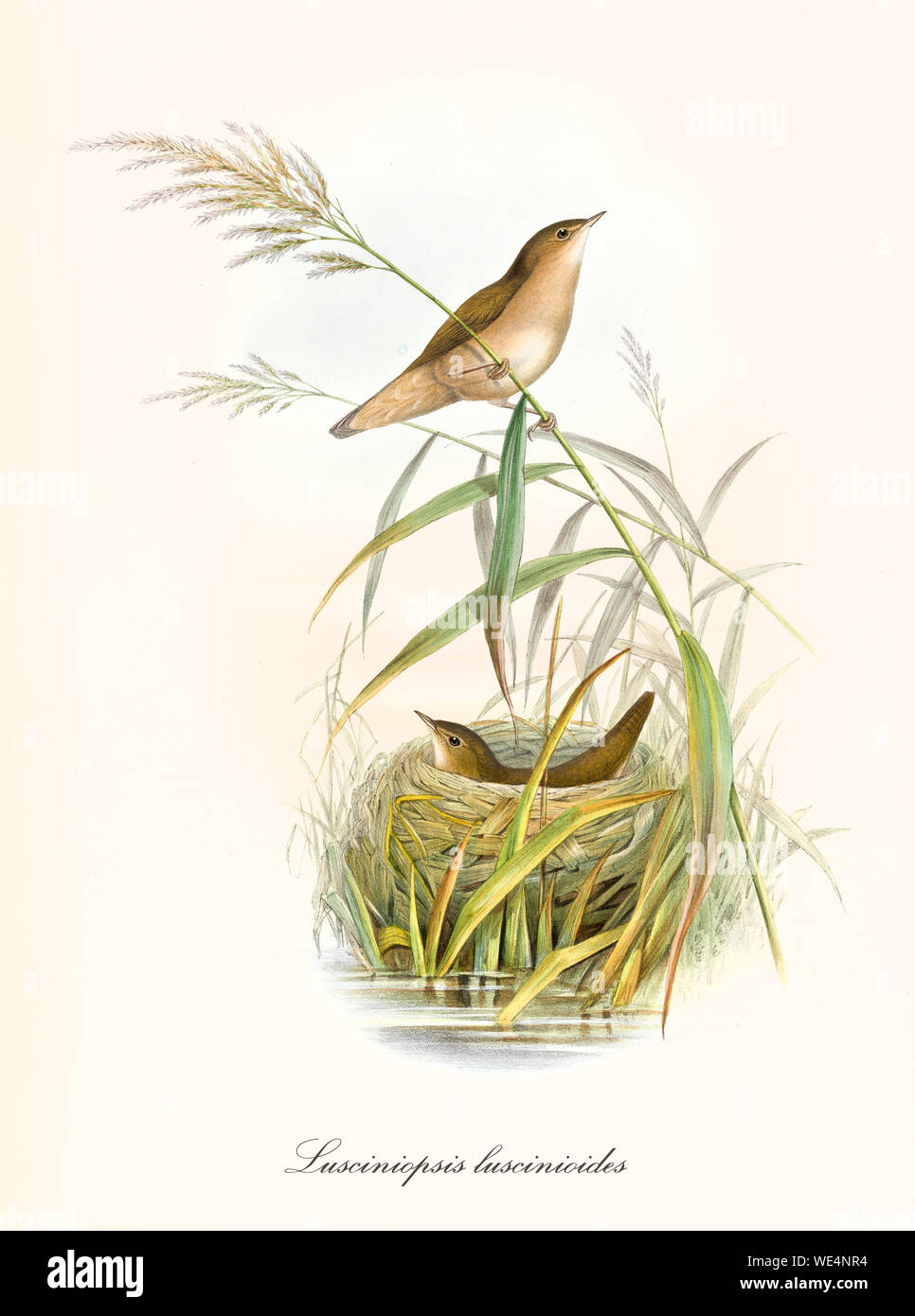 Nido fatto con erba acquatica con un piccolo uccello carino all'interno. Un altro uccello è su una lama di erba. Vecchia illustrazione dello scaldabiberon Savi (Locustella luscinoides). Di John Gould Publ. A Londra 1862 - 1873 Foto Stock