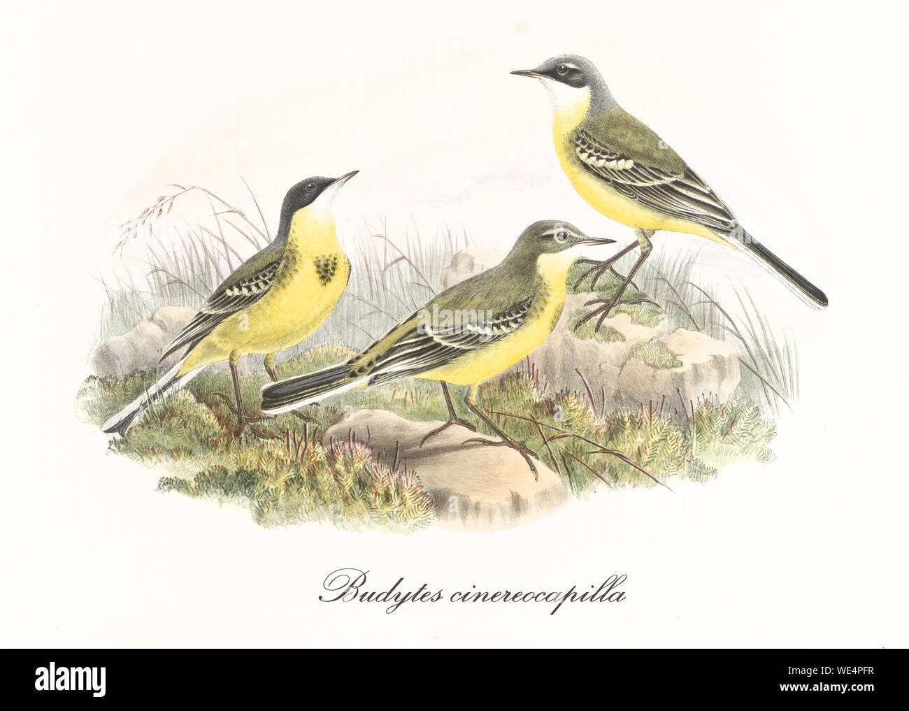 Uccelli gialli e verdi su un terreno erboso e roccioso. Vecchia illustrazione di Wagtail giallo occidentale (Motacilla flava cinerocapilla). Composizione grafica isolata di John Gould publ. A Londra 1862 - 1873 Foto Stock