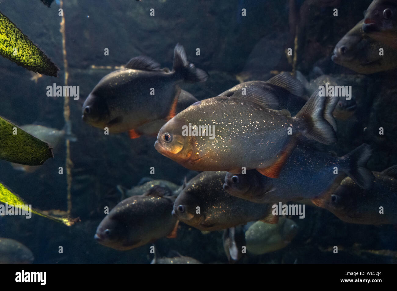 Natterer Piranha. Serrasalmus natterer. Sfondo marino. Pesce di close-up. Foto Stock