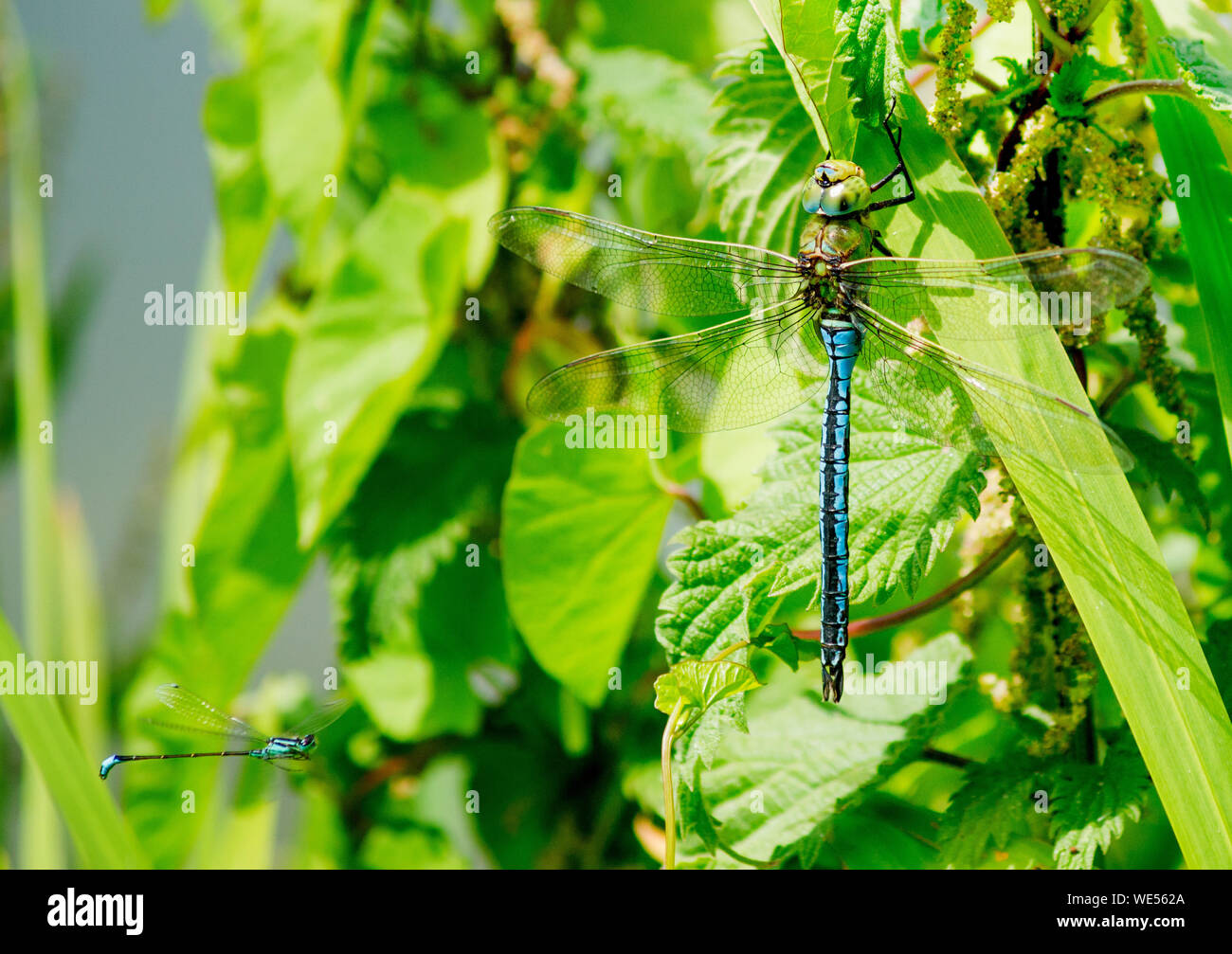 L'imperatore libellula, maschio. e Blue-tailed Damselfly Foto Stock