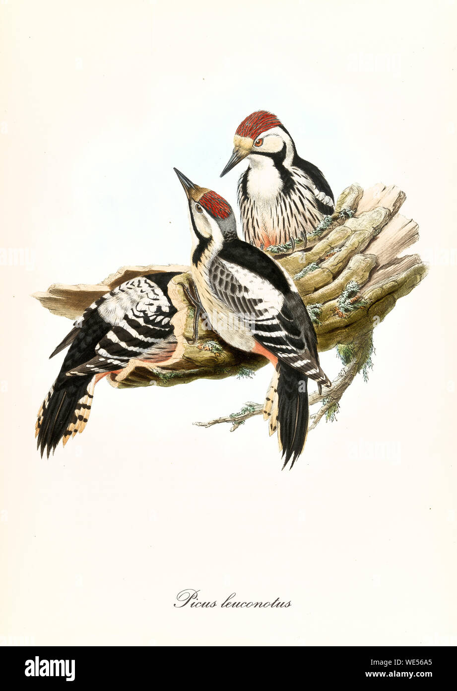 Famiglia dei woodpeckers che fanno il loro nido in una corteccia vuota. Illustrazione in stile vintage isolata di Woodpecker con Dorso bianco (Dendrocopos leucotos). Di John Gould Publ. A Londra 1862 - 1873 Foto Stock