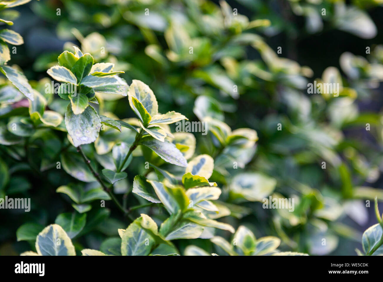 Euonymus microfillus giapponese. Close-up di una bella fresca ramo di bush con verde e giallo chiaro foglie, lo sfondo è sfocato. euonymus Giappone Foto Stock