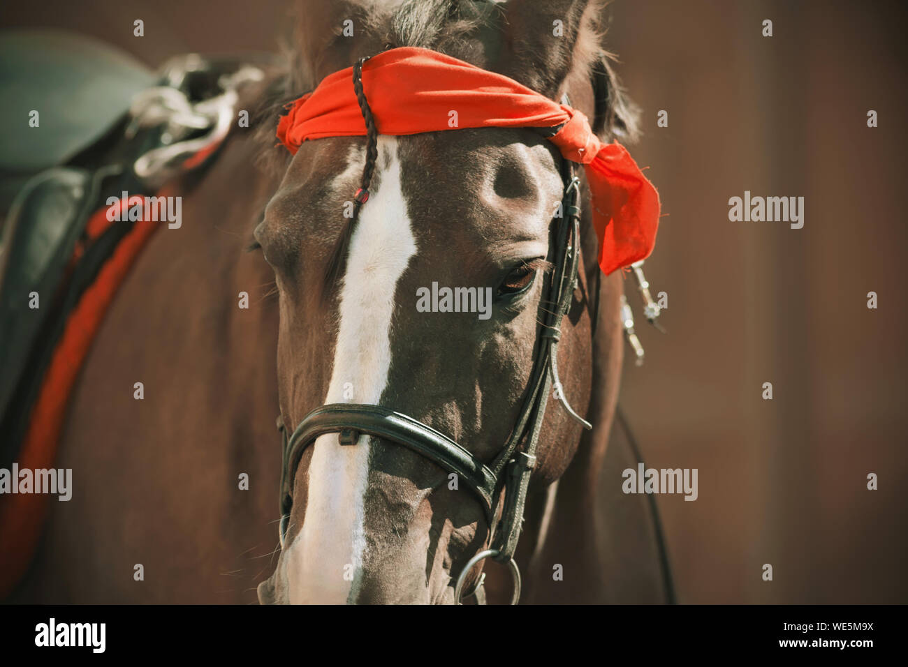 Bay a cavallo con un punto di colore bianco sul muso, vestito in stile pirata - sulla sua fronte è legato un rosso bandana, mane intreccio con perle sotto la saddl Foto Stock