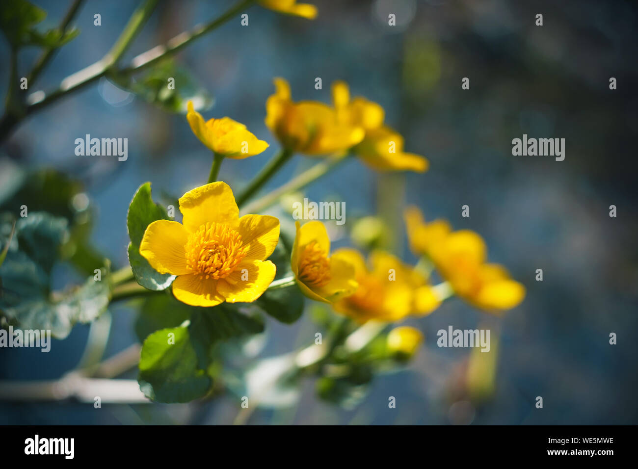 Luminoso giallo fiore cowslip marsh blumi circa chiaro blue pond illuminata dalla brillante luce di mezzogiorno. Foto Stock