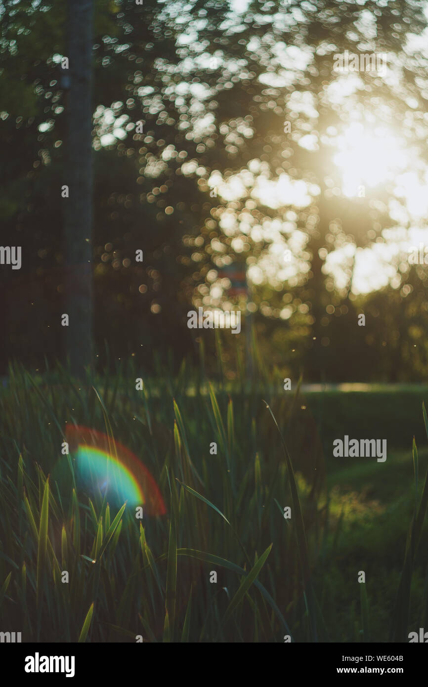 Immagine atmosferica della natura nella tarda estate la luce del tramonto con erba affilata nella parte anteriore e un lens flare arcobaleno, piccole mosche aria di riempimento Foto Stock