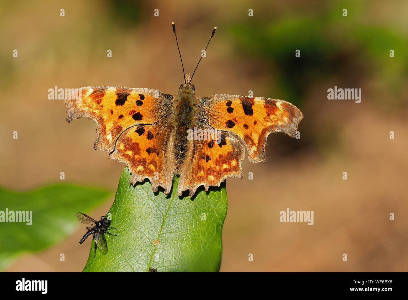 Virgola Butterfly (Polygonia c-album) arroccato su di rododendro con Bibio sp volare. Tipperary, Irlanda Foto Stock