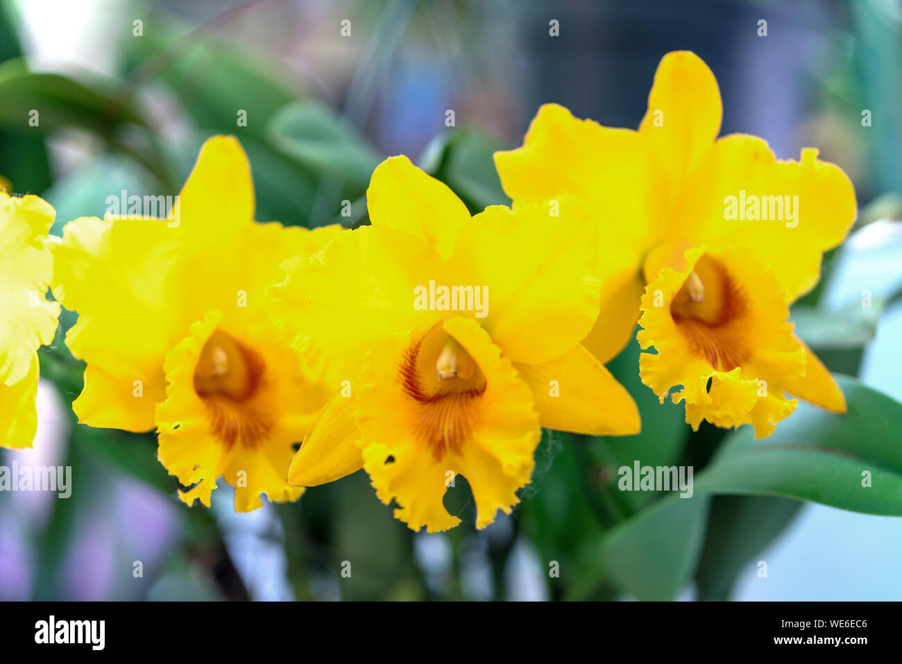 Cattleya Labiata fiori fioriscono in primavera adornano la bellezza di Natura Foto Stock