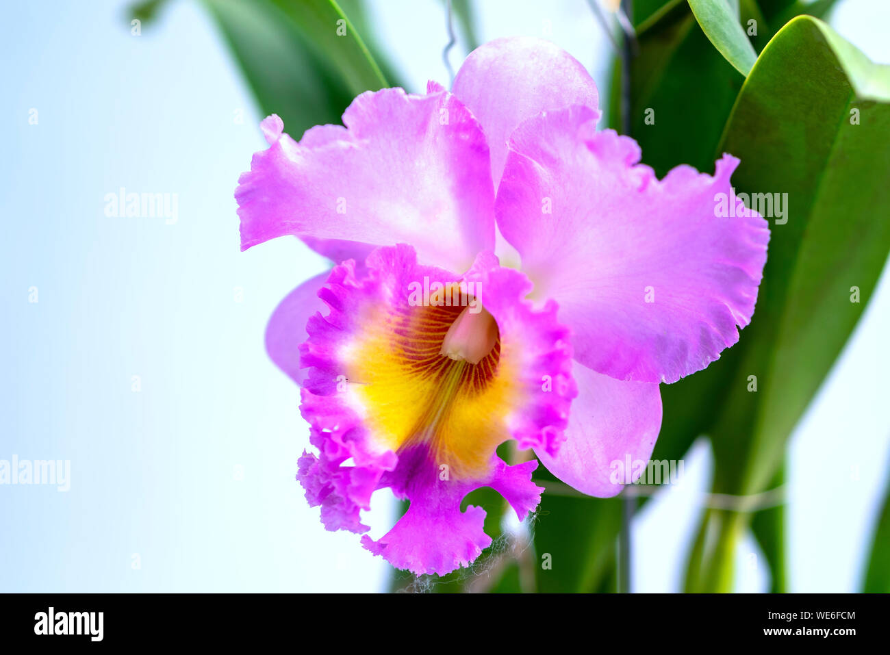 Cattleya Labiata fiori fioriscono in primavera adornano la bellezza di Natura Foto Stock