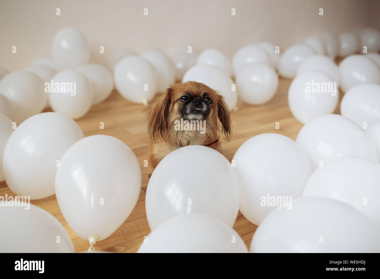 Pekingese siede nel mezzo del bianco dell'aria. Foto Stock