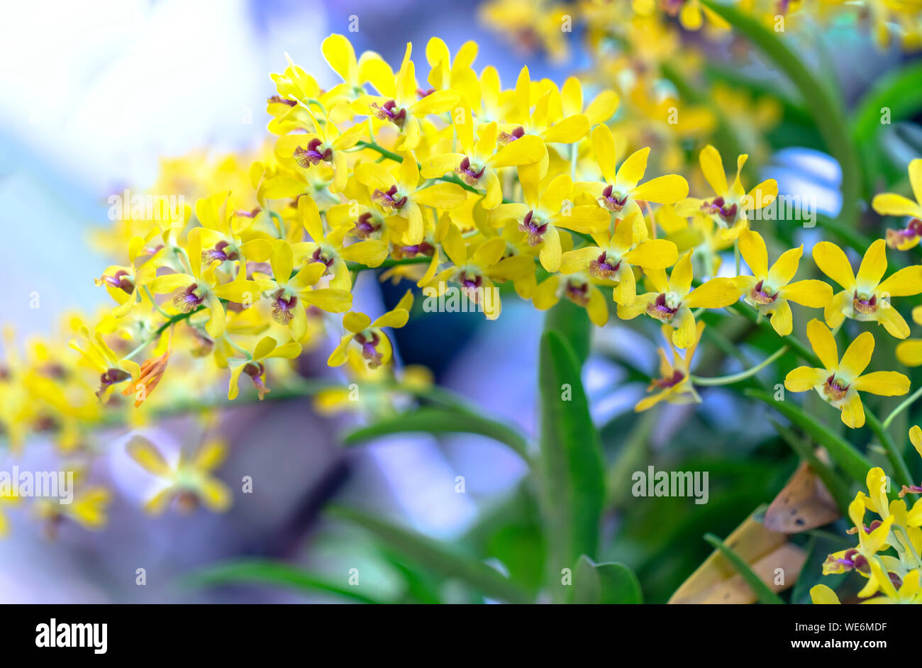 Dendrobium Aphyllum orchidee fiori fioriscono in primavera adornano la bellezza di Natura Foto Stock