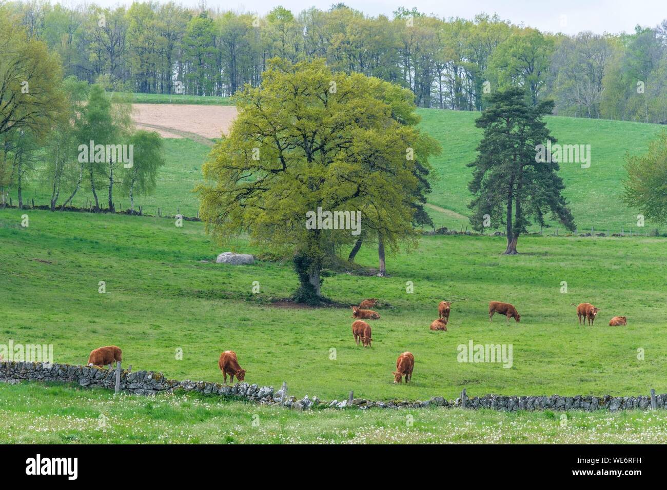 Francia, Aveyron, Murs de Barrez, Carladez Foto Stock