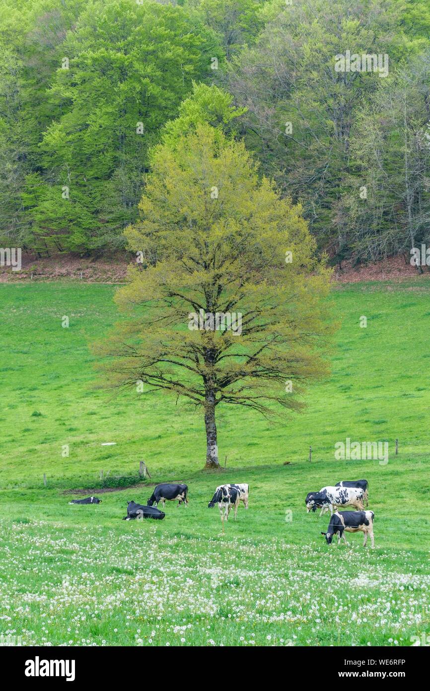 Francia, Cantal, paesaggio vicino Ladinhac, Carladez Foto Stock