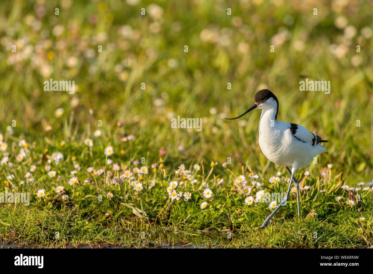 Francia, Somme, Baie de Somme, Riserva Naturale di Baie de Somme, Marquenterre parco ornitologico e Saint Quentin en Tourmont, Pied Avocet (Recurvirostra avosetta) Foto Stock