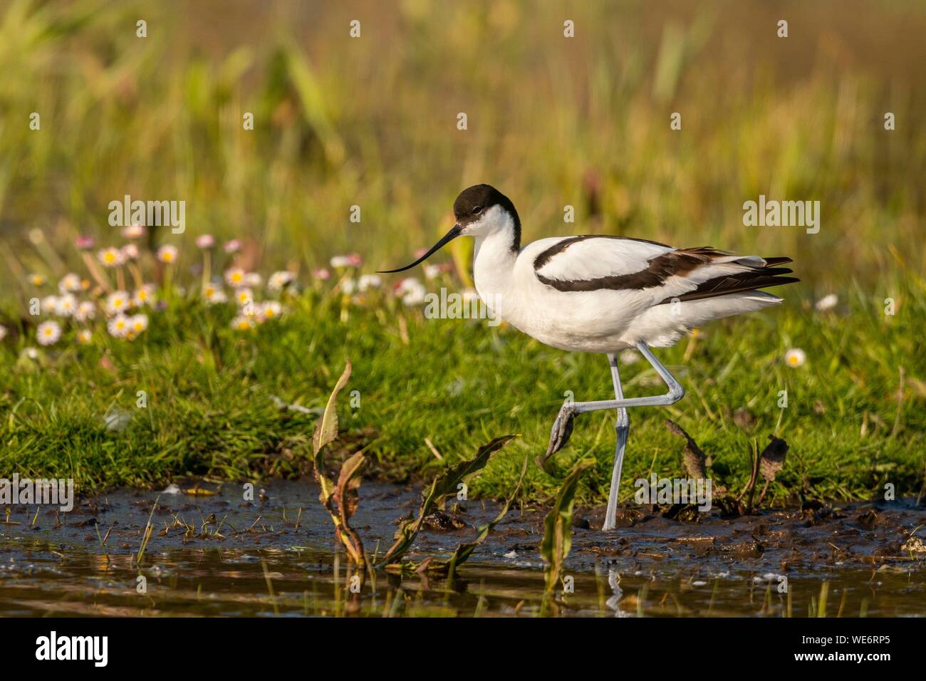 Francia, Somme, Baie de Somme, Riserva Naturale di Baie de Somme, Marquenterre parco ornitologico e Saint Quentin en Tourmont, Pied Avocet (Recurvirostra avosetta) Foto Stock