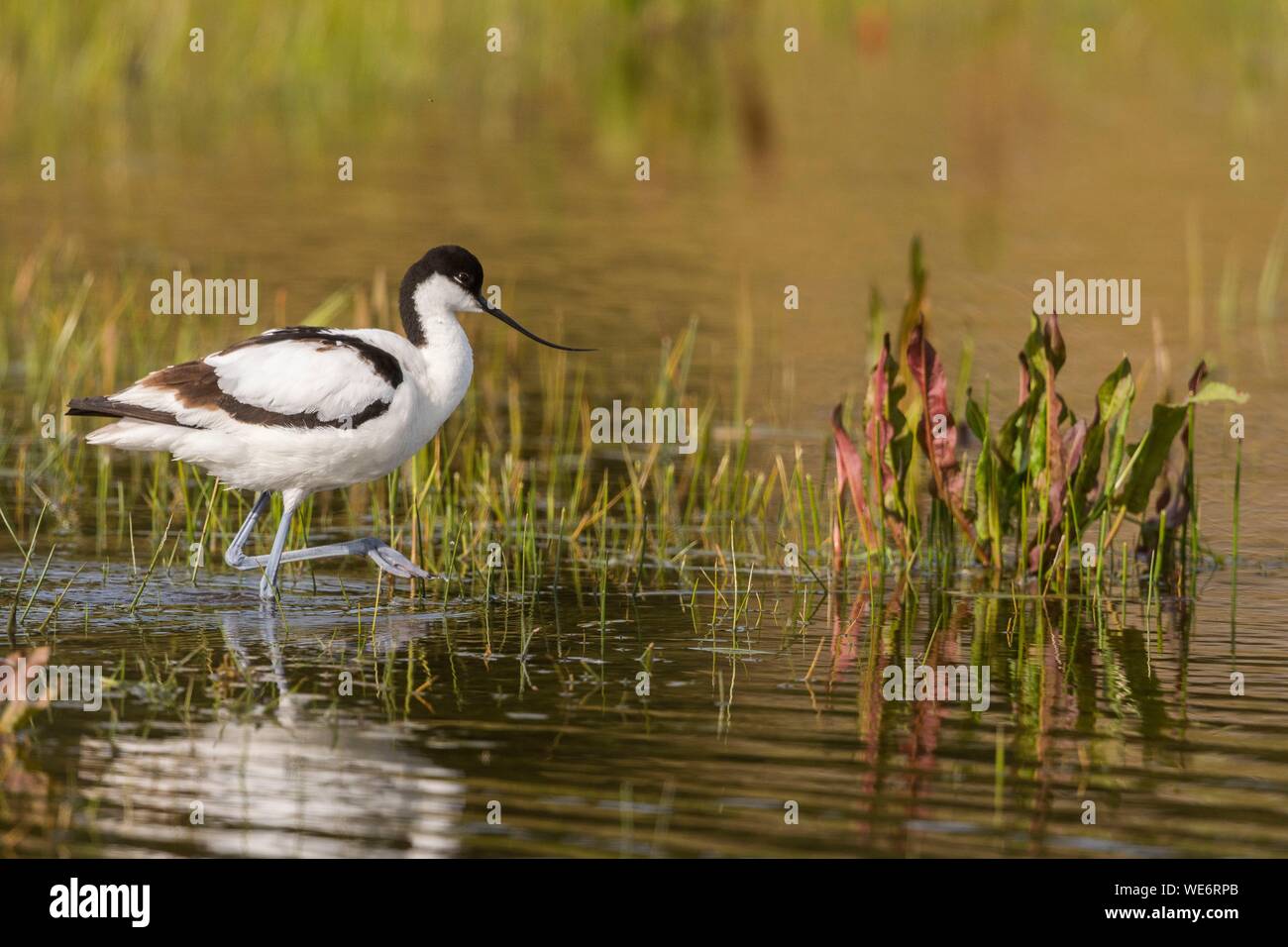 Francia, Somme, Baie de Somme, Riserva Naturale di Baie de Somme, Marquenterre parco ornitologico e Saint Quentin en Tourmont, Pied Avocet (Recurvirostra avosetta) Foto Stock