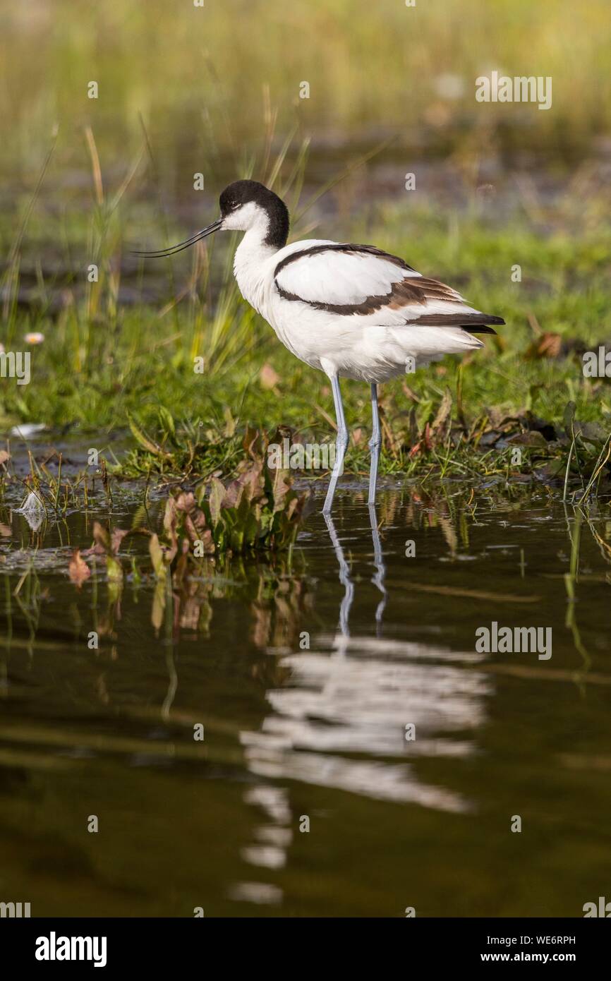 Francia, Somme, Baie de Somme, Riserva Naturale di Baie de Somme, Marquenterre parco ornitologico e Saint Quentin en Tourmont, Pied Avocet (Recurvirostra avosetta) Foto Stock