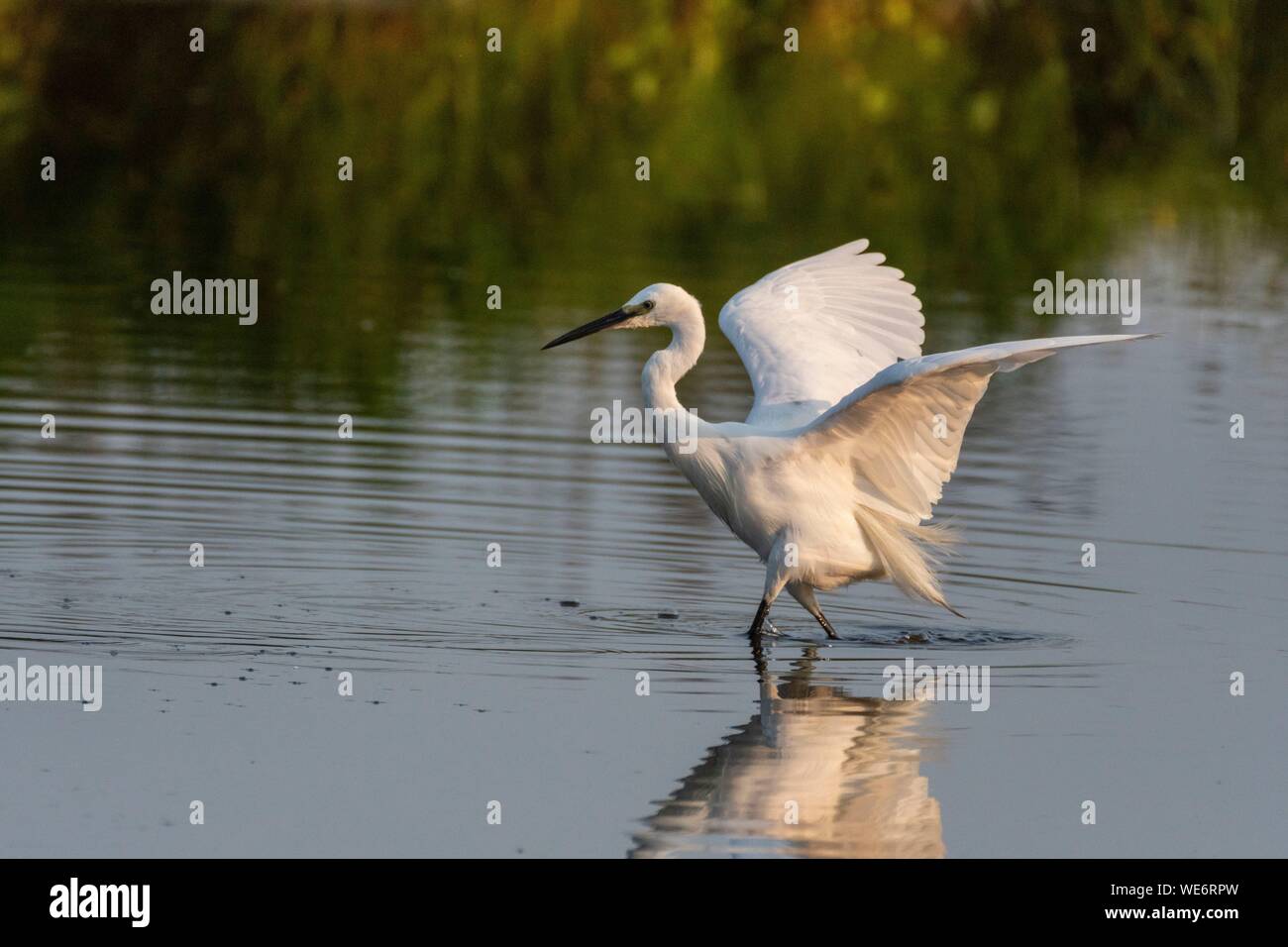 Francia, Somme, Baie de Somme Crotoy marsh, Le Crotoy, Garzetta (Egretta garzetta garzetta) PESCA Foto Stock