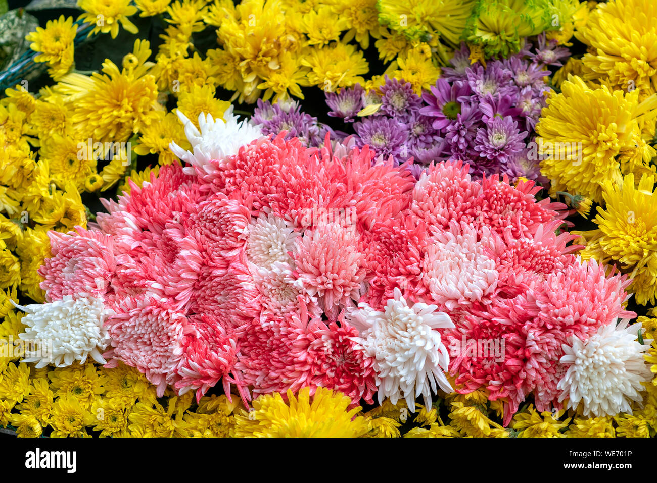 Tappeto di margherite arte progettato più come una forma di farfalla nel giardino di primavera Foto Stock