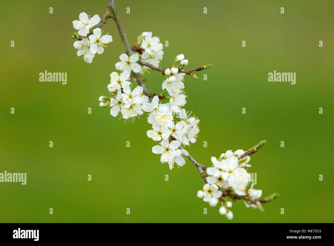 Francia, Meurthe et Moselle, Cotes de Toul, Boucq, Cherry Plum alberi in fiore Foto Stock