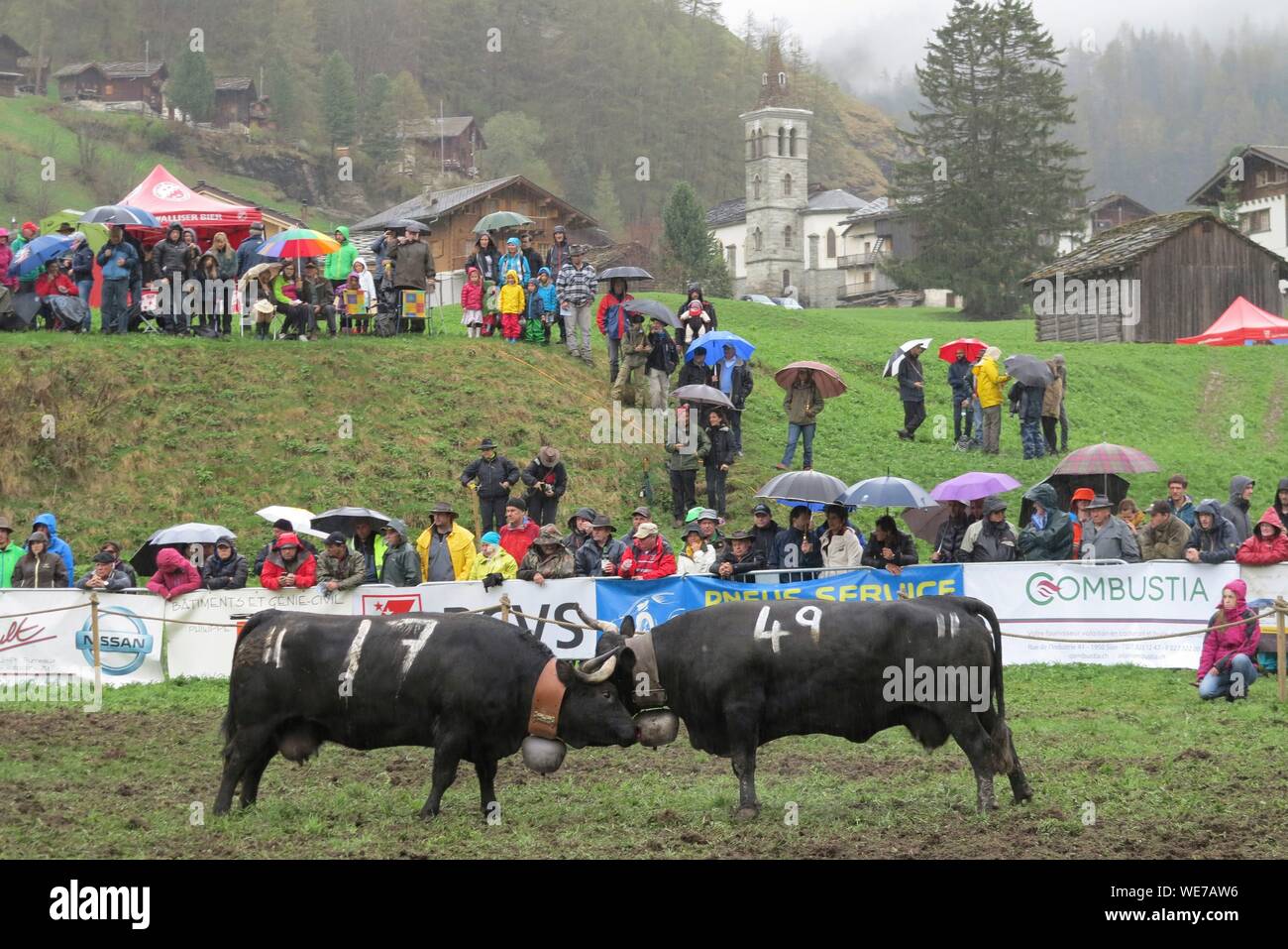 La Svizzera e il Cantone del Vallese, Val d'Herens, villaggio di Evolene, molla queens (Reines) vacche combattimenti in Les Hauderes Foto Stock