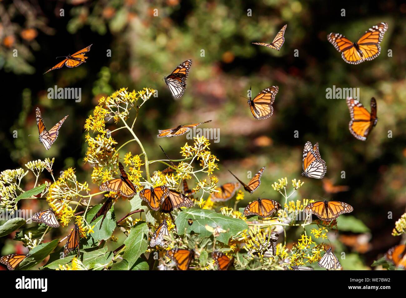 Messico, Michoacan stato, Angangueo, Patrimonio Mondiale dell Unesco, farfalla monarca Riserva della Biosfera di El Rosario, farfalle monarca (Danaus plexippus) Foto Stock