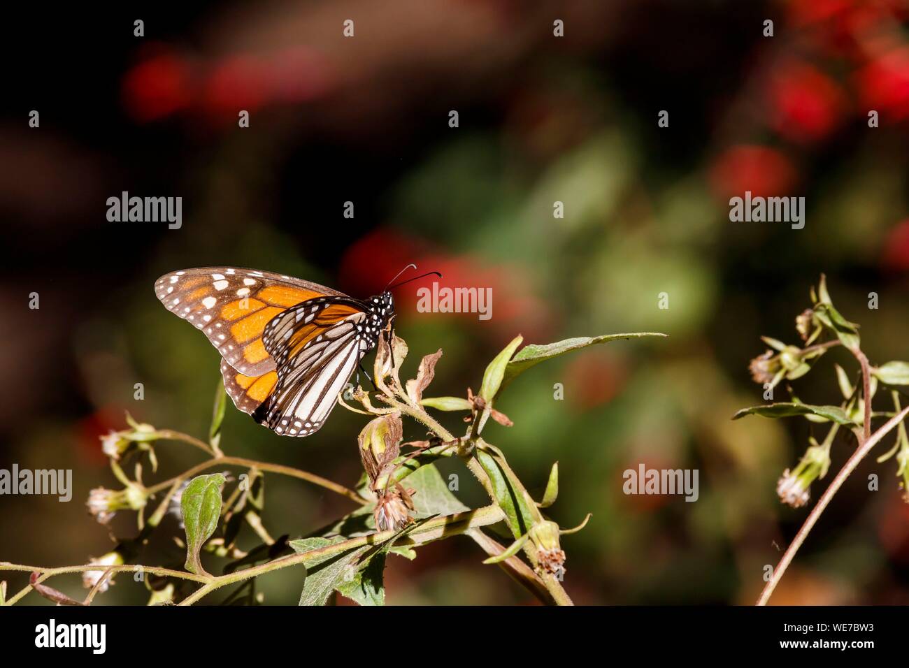 Messico, Michoacan stato, Angangueo, Patrimonio Mondiale dell Unesco, farfalla monarca Riserva della Biosfera di El Rosario, farfalla monarca (Danaus plexippus) Foto Stock