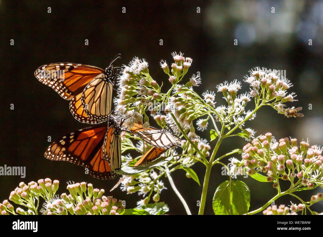 Messico, Michoacan stato, Angangueo, Patrimonio Mondiale dell Unesco, farfalla monarca Riserva della Biosfera di El Rosario, farfalle monarca (Danaus plexippus) Foto Stock