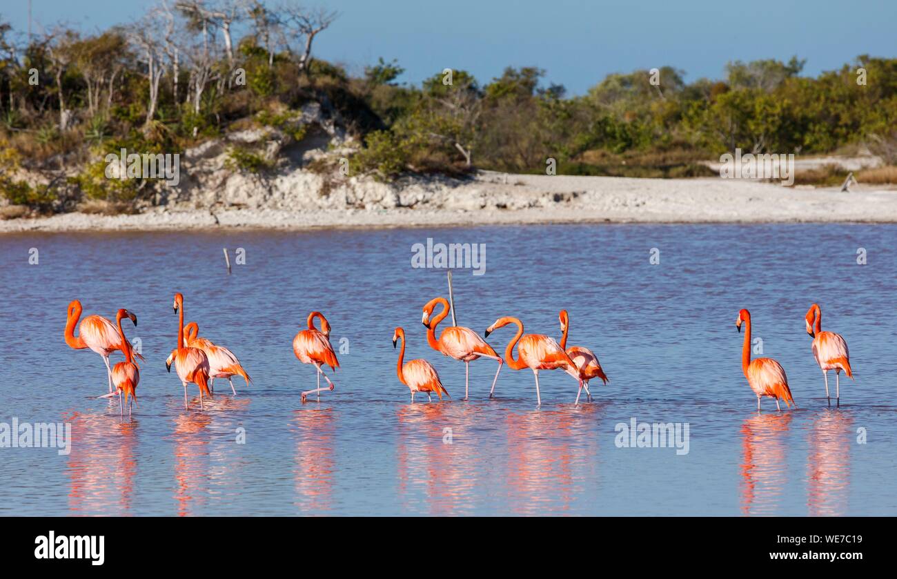 Messico, Yucatan Stato, Celestun, American flamingo (Phoenicopterus ruber) Foto Stock