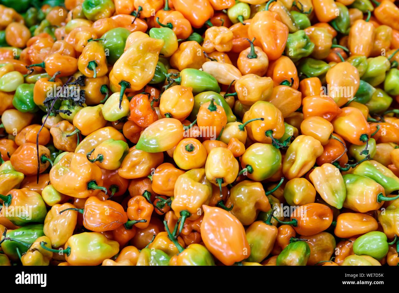 Messico, stato di Campeche, Campeche, manzanos peperoncino Foto Stock